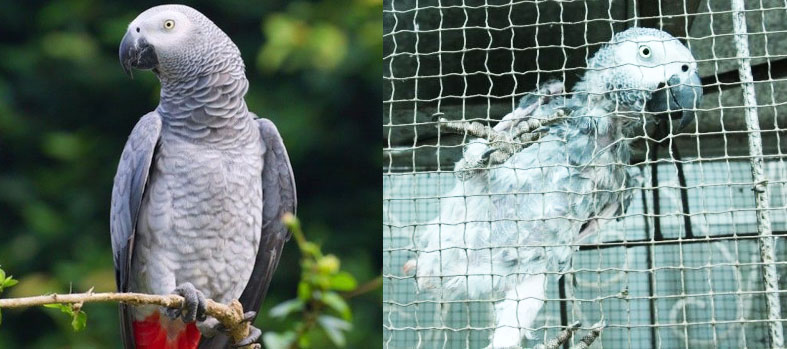 Extermination and destruction of Grey parrots