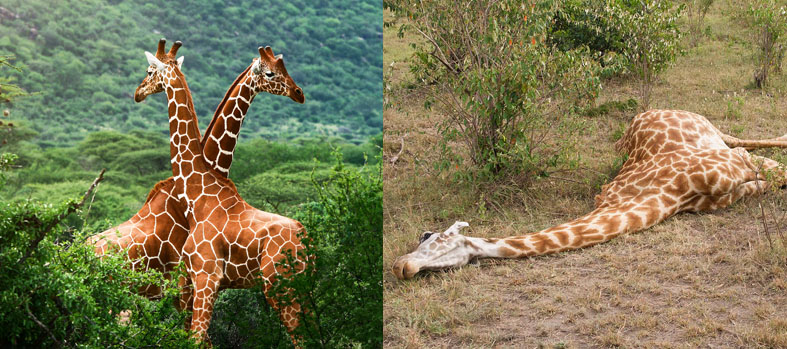 Extermination and destruction of giraffes